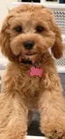 Poppy, a female Cavapoo for sale in Tomball, TX – 1 of 3