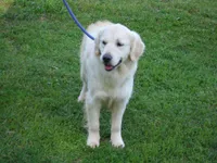 Lilly, a female English Cream Golden Retriever for sale in Argyle, TX – Photo 3 of 6