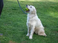 Lilly, a female English Cream Golden Retriever for sale in Argyle, TX – Photo 5 of 6