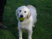 Lilly, a female English Cream Golden Retriever for sale in Argyle, TX – Photo 6 of 6