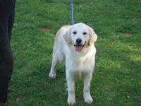 Lilly, a female English Cream Golden Retriever for sale in Argyle, TX – Photo 1 of 6