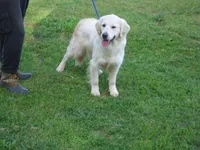 Lilly, a female English Cream Golden Retriever for sale in Argyle, TX – Photo 2 of 6