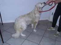 Lexi, a female Golden Retriever for sale in Argyle, TX – Photo 3 of 5