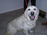 Lexi, a female Golden Retriever for sale in Argyle, TX – Photo 5 of 5