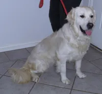 Lexi, a female English Cream Golden Retriever for sale in Argyle, TX – Photo 1 of 5