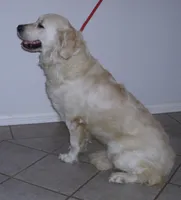 Lexi, a female English Cream Golden Retriever for sale in Argyle, TX – Photo 4 of 5