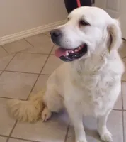 Lexi, a female English Cream Golden Retriever for sale in Argyle, TX – Photo 2 of 5