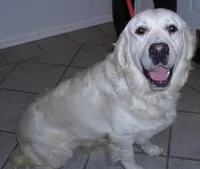 Lexi, a female English Cream Golden Retriever for sale in Argyle, TX – Photo 5 of 5