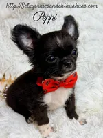 Peppi, a male Chihuahua for sale in Beaumont, TX – 7 of 7