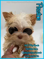 Preston, a male Yorkshire Terrier for sale in Beaumont, TX – 6 of 10