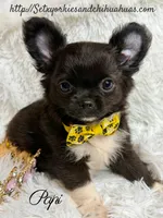 Papi, a male Chihuahua for sale in Beaumont, TX – 3 of 10