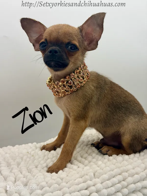 Zion – Chihuahua puppy for sale in Beaumont, TX