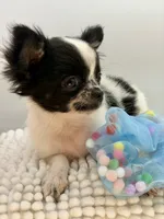 Zyrus, a male Chihuahua for sale in Beaumont, TX – 4 of 6
