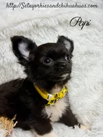Papi, a male Chihuahua for sale in Beaumont, TX – 10 of 10