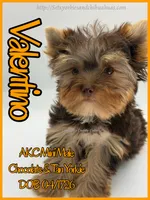 Valentino, a male Yorkshire Terrier for sale in Beaumont, TX – 7 of 10