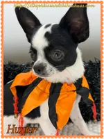Hunter, a male Chihuahua for sale in Beaumont, TX – 2 of 7
