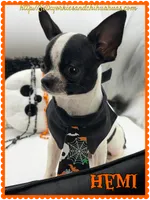 Hemi, a male Chihuahua for sale in Beaumont, TX – 7 of 9