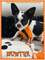 Hunter, a male Chihuahua for sale in Beaumont, TX – 6 of 7