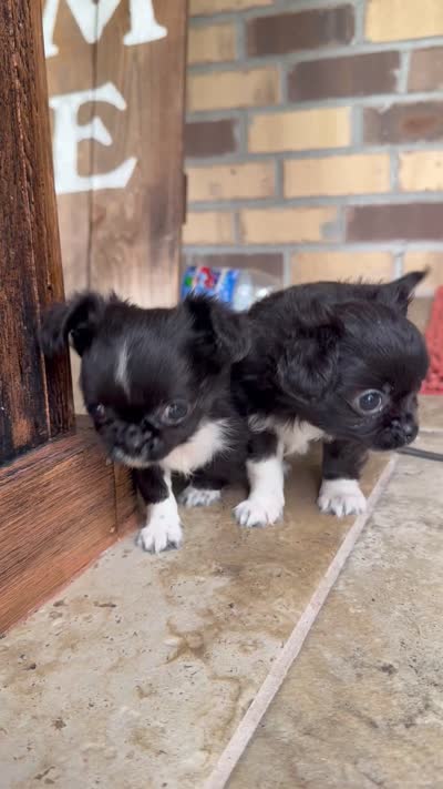 Papi, a male Chihuahua for sale in Beaumont, TX – 6 of 6