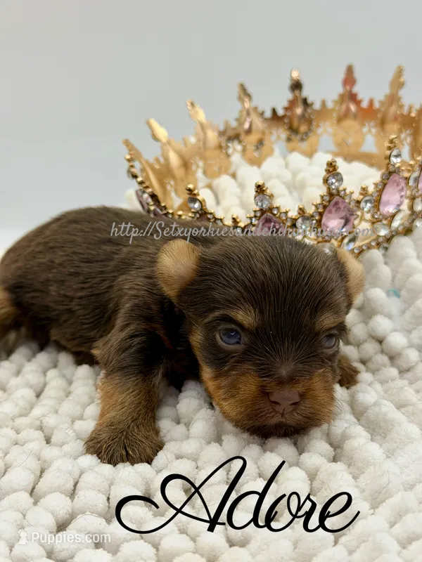 Adore – Yorkshire Terrier puppy for sale in Beaumont, TX