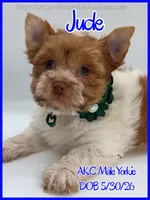 Jude, a male Yorkshire Terrier for sale in Beaumont, TX – 3 of 5