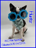 Hunter, a male Chihuahua for sale in Beaumont, TX – 7 of 10
