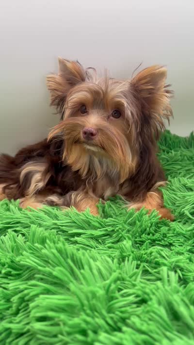 Valentino, a male Yorkshire Terrier for sale in Beaumont, TX – 6 of 6
