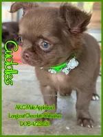 Cuddles, a male Chihuahua for sale in Beaumont, TX – 6 of 7