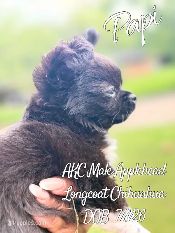 Papi – Chihuahua puppy for sale in Beaumont, TX