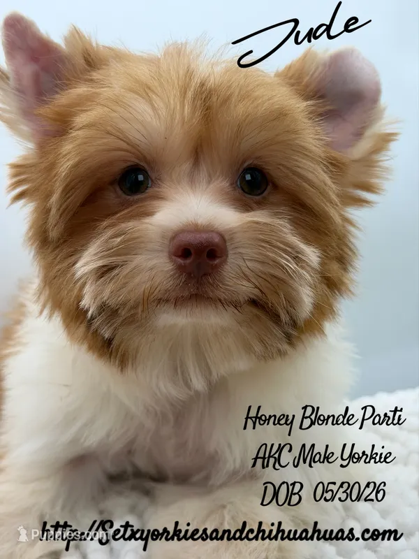 Jude – Yorkshire Terrier puppy for sale in Beaumont, TX