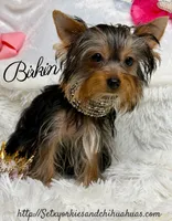 Birkin, a female Yorkshire Terrier for sale in Beaumont, TX – 3 of 10