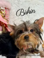 Birkin, a female Yorkshire Terrier for sale in Beaumont, TX – 10 of 10