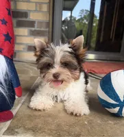 Valor, a male Yorkshire Terrier for sale in Beaumont, TX – 4 of 10
