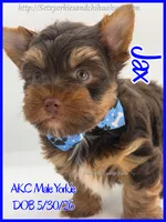 Jax, a male Yorkshire Terrier for sale in Beaumont, TX – 1 of 5