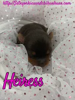 Heiress, a female Yorkshire Terrier for sale in Beaumont, TX – 3 of 10