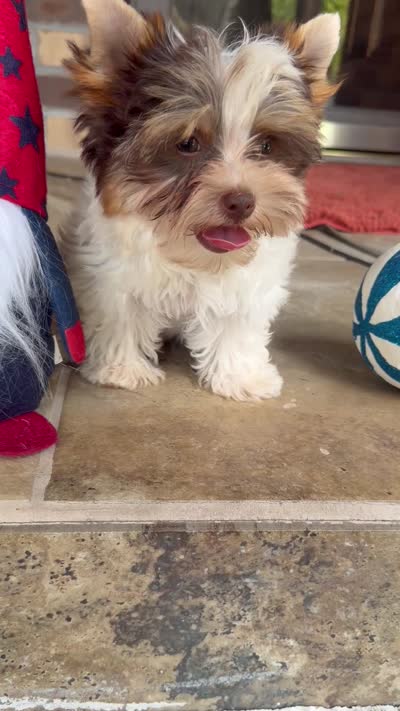 Valor, a male Yorkshire Terrier for sale in Beaumont, TX – 10 of 10