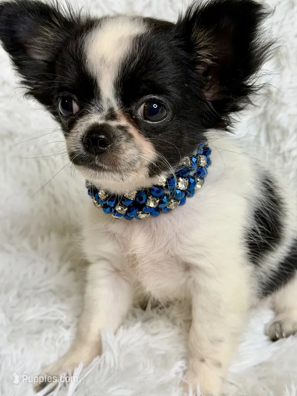 Zyrus – Chihuahua puppy for sale in Beaumont, TX