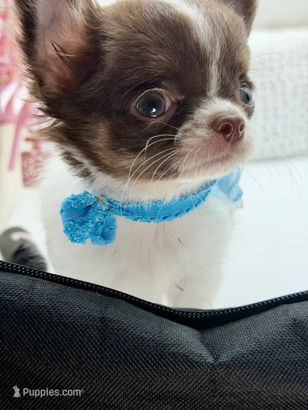 Zeuss – Chihuahua puppy for sale in Beaumont, TX