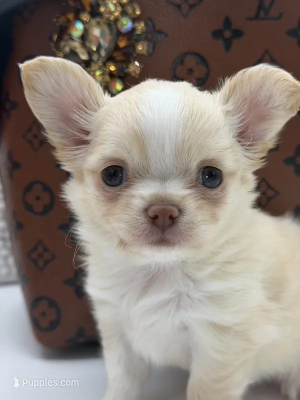 Promise – Chihuahua puppy for sale in Beaumont, TX