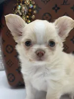 Promise, a female Chihuahua for sale in Beaumont, TX – 1 of 10