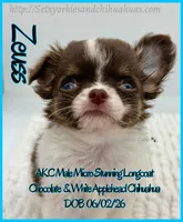 Zeuss, a male Chihuahua for sale in Beaumont, TX – 2 of 3