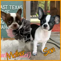 Hemi, a male Chihuahua for sale in Beaumont, TX – 9 of 9