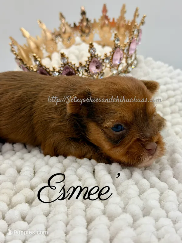 Esmee’ – Yorkshire Terrier puppy for sale in Beaumont, TX