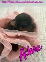 Adore, a female Yorkshire Terrier for sale in Beaumont, TX – 7 of 7