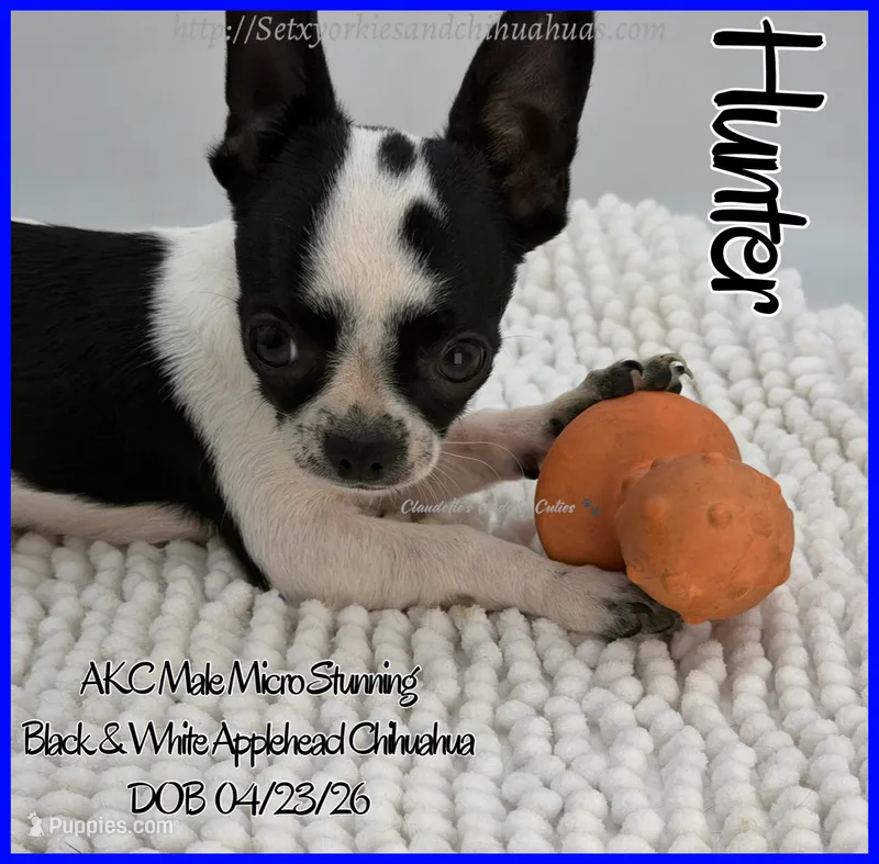 Hunter – Chihuahua puppy for sale in Beaumont, TX