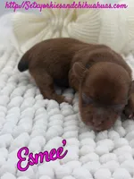 Esmee’, a female Yorkshire Terrier for sale in Beaumont, TX – 8 of 8