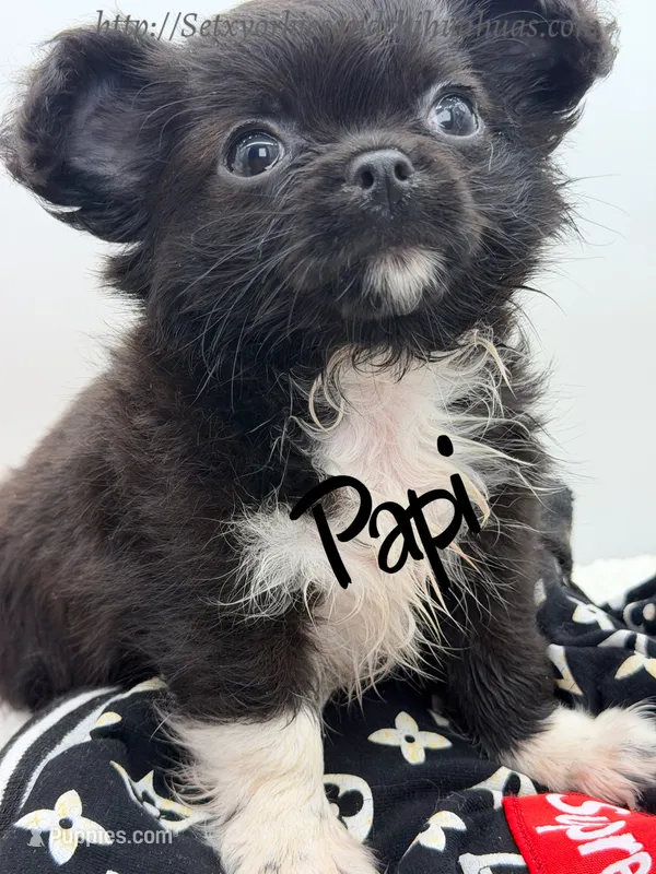 Papi – Chihuahua puppy for sale in Beaumont, TX