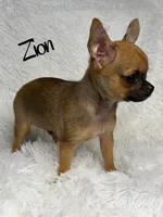 Zion, a male Chihuahua for sale in Beaumont, TX – 1 of 7