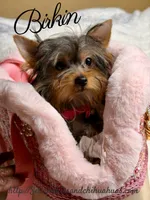 Birkin, a female Yorkshire Terrier for sale in Beaumont, TX – 7 of 10