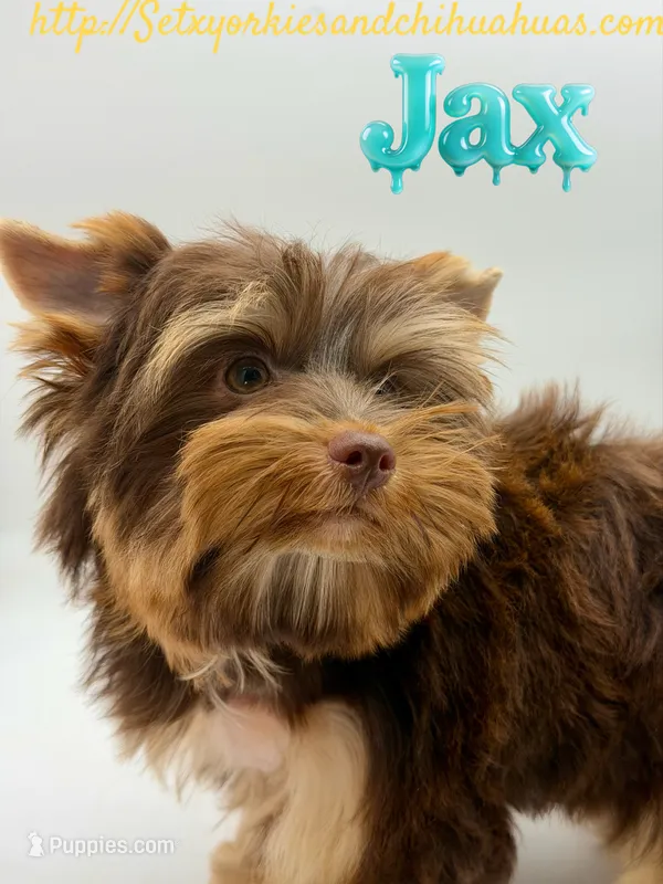 Jax – Yorkshire Terrier puppy for sale in Beaumont, TX